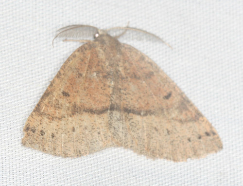 iNaturalist observation photo of Drepanulatrix
