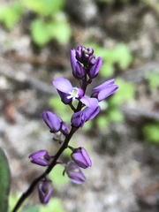 Polygala polygama