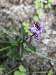 Polygala polygama