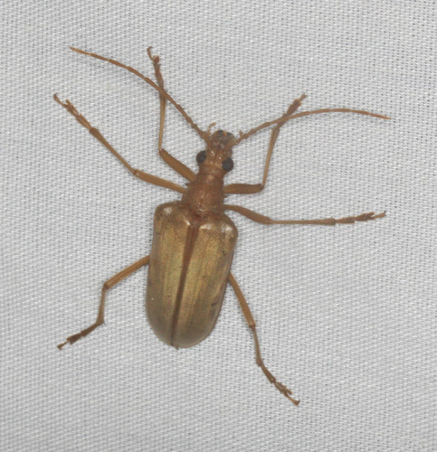iNaturalist observation photo of Yellow Douglas-fir Borer