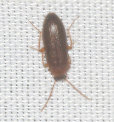 iNaturalist observation photo of Darkling Beetles and Allies