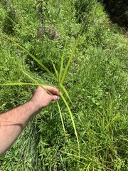 Carex tribuloides tribuloides