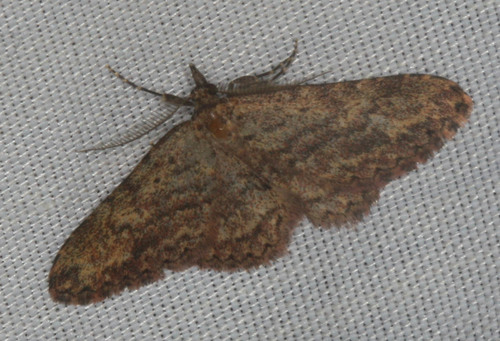 iNaturalist observation photo of Geometer Moths