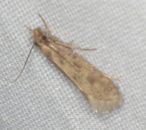 iNaturalist observation photo of Bagworms, Clothes Moths, and Allies