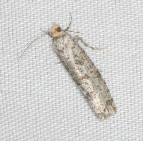 iNaturalist observation photo of Eucosmini