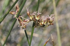 Juncus mexicanus