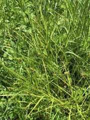 Carex tribuloides tribuloides