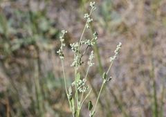 Chenopodium fremontii