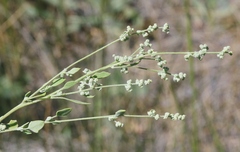 Chenopodium fremontii