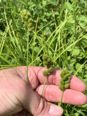 Carex tribuloides tribuloides
