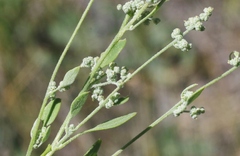 Chenopodium fremontii