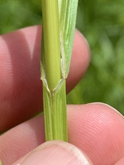 Carex tribuloides tribuloides