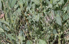 Chenopodium fremontii