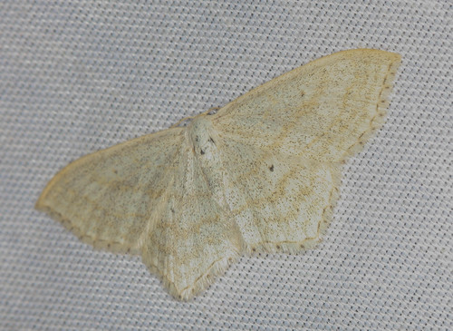 iNaturalist observation photo of Geometer Moths