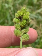 Carex tribuloides tribuloides