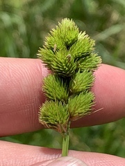Carex tribuloides tribuloides