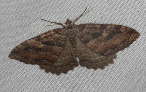 iNaturalist observation photo of Geometer Moths
