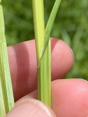 Carex tribuloides tribuloides