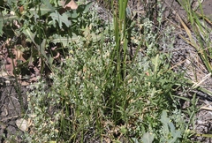 Chenopodium fremontii