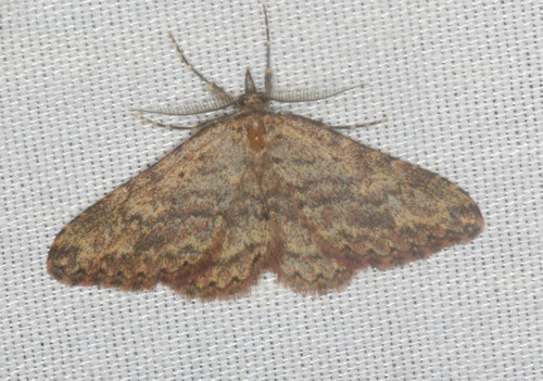 iNaturalist observation photo of Geometer Moths