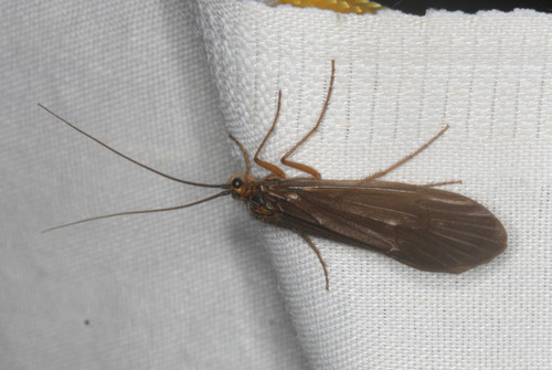 iNaturalist observation photo of Caddisflies