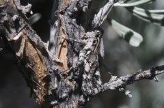 Aeoloplides fuscipes