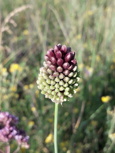 Round-headed Leek