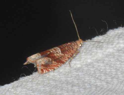 iNaturalist observation photo of Epinotia