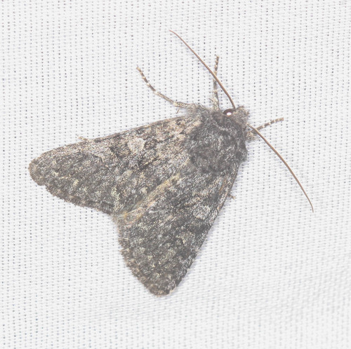 iNaturalist observation photo of Cutworm Moths and Allies
