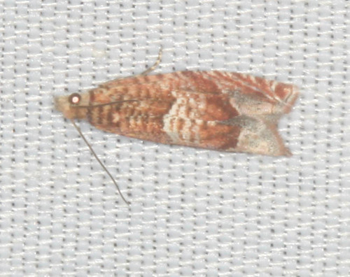 iNaturalist observation photo of Butterflies and Moths