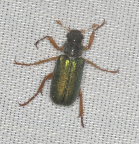 iNaturalist observation photo of Dichelonyx