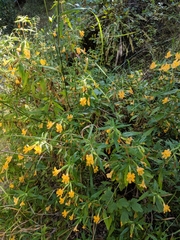 Diplacus longiflorus