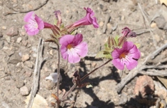 Diplacus constrictus