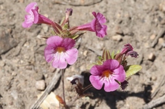 Diplacus constrictus