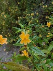 Diplacus longiflorus