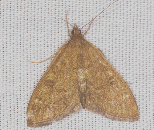 iNaturalist observation photo of Mecyna mustelinalis