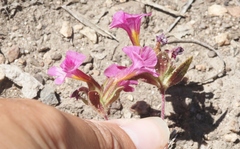 Diplacus constrictus