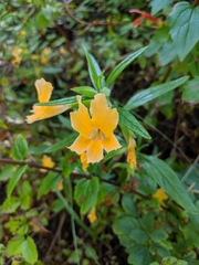 Diplacus longiflorus