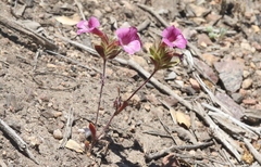 Diplacus constrictus