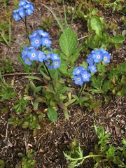 Myosotis asiatica