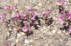 Diplacus constrictus