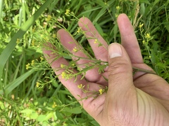 Rorippa palustris palustris