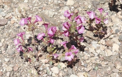 Diplacus constrictus