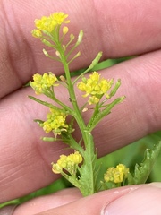 Rorippa palustris palustris