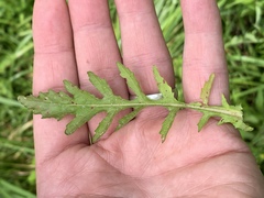 Rorippa palustris palustris