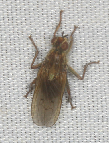 iNaturalist observation photo of Flies