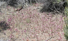 Diplacus constrictus