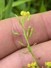 Rorippa palustris palustris