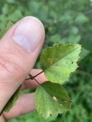 Crataegus margarettae