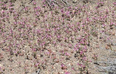 Diplacus constrictus